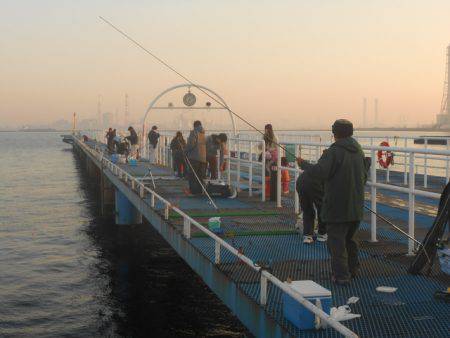 オリジナルメーカー海づり公園(市原市海づり施設) 釣果