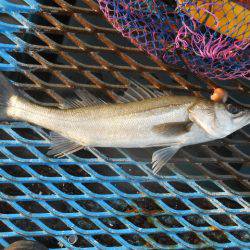 オリジナルメーカー海づり公園(市原市海づり施設) 釣果