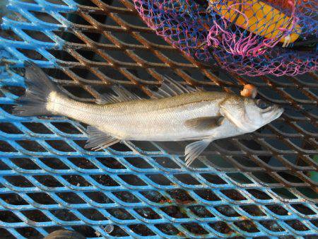 オリジナルメーカー海づり公園(市原市海づり…