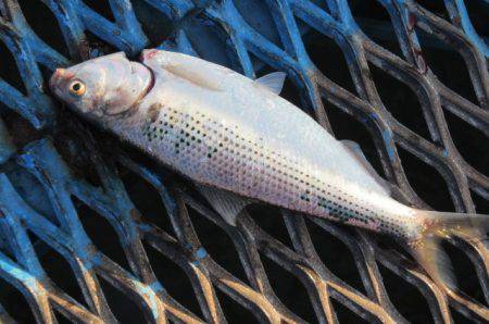 オリジナルメーカー海づり公園(市原市海づり施設) 釣果