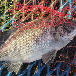 オリジナルメーカー海づり公園(市原市海づり施設) 釣果
