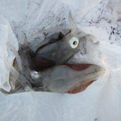 オリジナルメーカー海づり公園(市原市海づり施設) 釣果