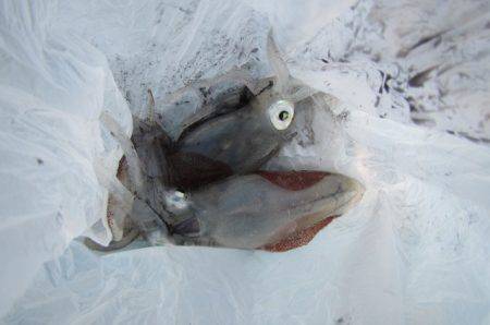 オリジナルメーカー海づり公園(市原市海づり施設) 釣果