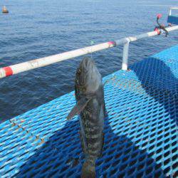 オリジナルメーカー海づり公園(市原市海づり施設) 釣果