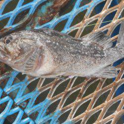 オリジナルメーカー海づり公園(市原市海づり施設) 釣果