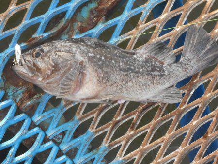 オリジナルメーカー海づり公園(市原市海づり…