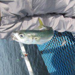 オリジナルメーカー海づり公園(市原市海づり施設) 釣果