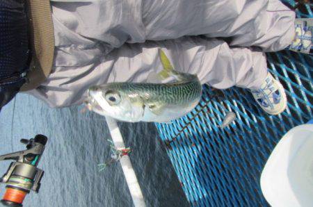 オリジナルメーカー海づり公園(市原市海づり施設) 釣果