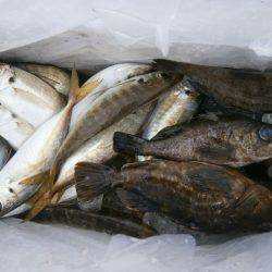 大阪南港海つり公園 釣果