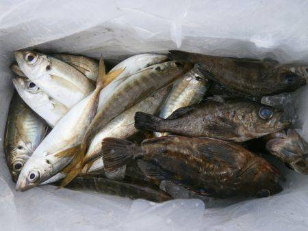 大阪南港海つり公園 釣果