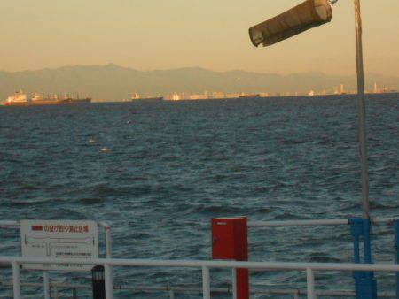 オリジナルメーカー海づり公園(市原市海づり施設) 釣果