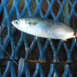 オリジナルメーカー海づり公園(市原市海づり施設) 釣果