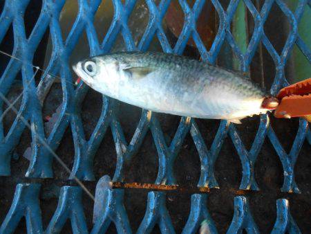 オリジナルメーカー海づり公園(市原市海づり…