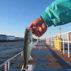 オリジナルメーカー海づり公園(市原市海づり施設) 釣果