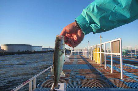 オリジナルメーカー海づり公園(市原市海づり施設) 釣果