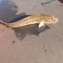 オリジナルメーカー海づり公園(市原市海づり施設) 釣果