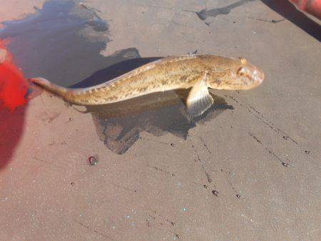 オリジナルメーカー海づり公園(市原市海づり施設) 釣果