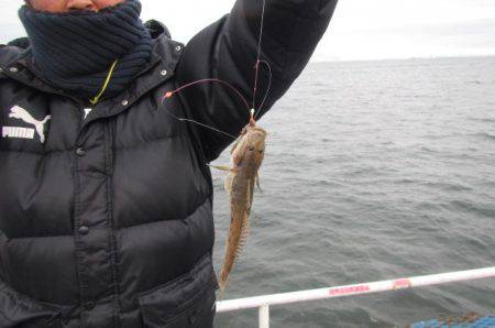 オリジナルメーカー海づり公園(市原市海づり施設) 釣果