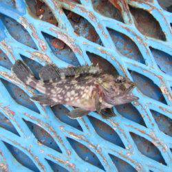 オリジナルメーカー海づり公園(市原市海づり施設) 釣果