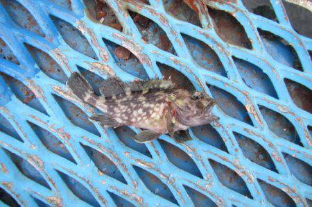 オリジナルメーカー海づり公園(市原市海づり施設) 釣果