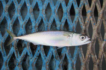 オリジナルメーカー海づり公園(市原市海づり…