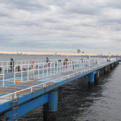 オリジナルメーカー海づり公園(市原市海づり施設) 釣果