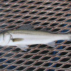 オリジナルメーカー海づり公園(市原市海づり施設) 釣果