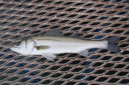 オリジナルメーカー海づり公園(市原市海づり施設) 釣果