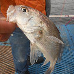 オリジナルメーカー海づり公園(市原市海づり施設) 釣果