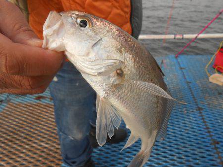オリジナルメーカー海づり公園(市原市海づり施設) 釣果