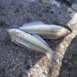 大阪南港海つり公園 釣果