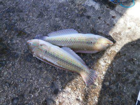 大阪南港海つり公園 釣果
