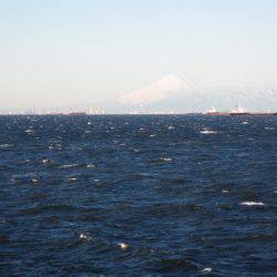 オリジナルメーカー海づり公園(市原市海づり施設) 釣果