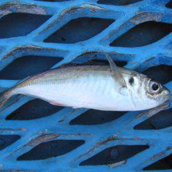 オリジナルメーカー海づり公園(市原市海づり施設) 釣果