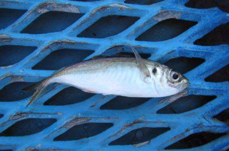オリジナルメーカー海づり公園(市原市海づり…