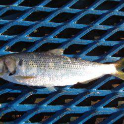 オリジナルメーカー海づり公園(市原市海づり施設) 釣果