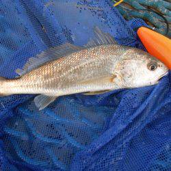 オリジナルメーカー海づり公園(市原市海づり施設) 釣果