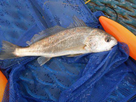 オリジナルメーカー海づり公園(市原市海づり施設) 釣果