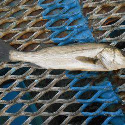 オリジナルメーカー海づり公園(市原市海づり施設) 釣果