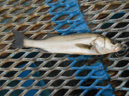 オリジナルメーカー海づり公園(市原市海づり施設) 釣果