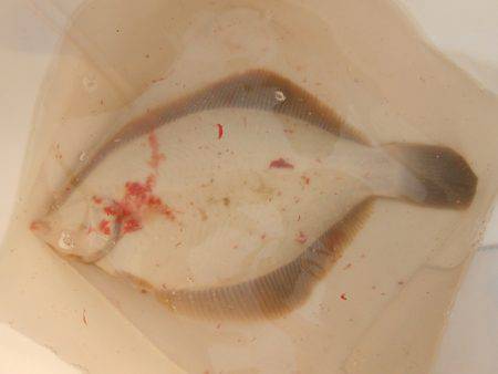 オリジナルメーカー海づり公園(市原市海づり…