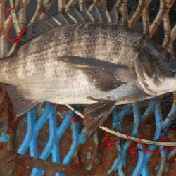 オリジナルメーカー海づり公園(市原市海づり施設) 釣果