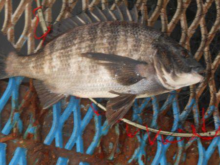 オリジナルメーカー海づり公園(市原市海づり施設) 釣果