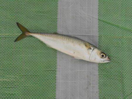 オリジナルメーカー海づり公園(市原市海づり施設) 釣果