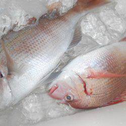 こうゆう丸 釣果