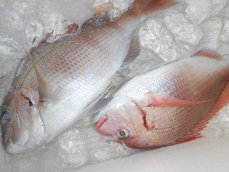 こうゆう丸 釣果