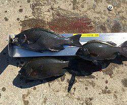 第八有漁丸 釣果