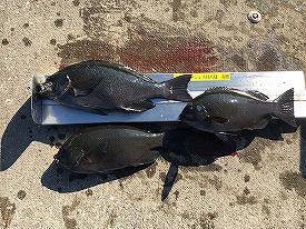 第八有漁丸 釣果