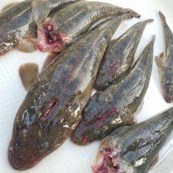 Magic(マジック) 釣果