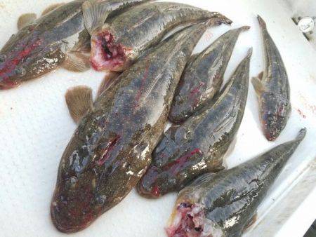 Magic(マジック) 釣果